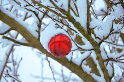 Rote Weihnachtskugel im Schnee. Bildquelle: StruffelProductions / pixabay.com